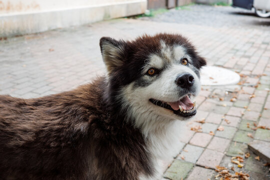 Friendly stray dog with unkempt fur looking at camera outdoors, homeless animal portrait representing welfare, rescue and adoption.