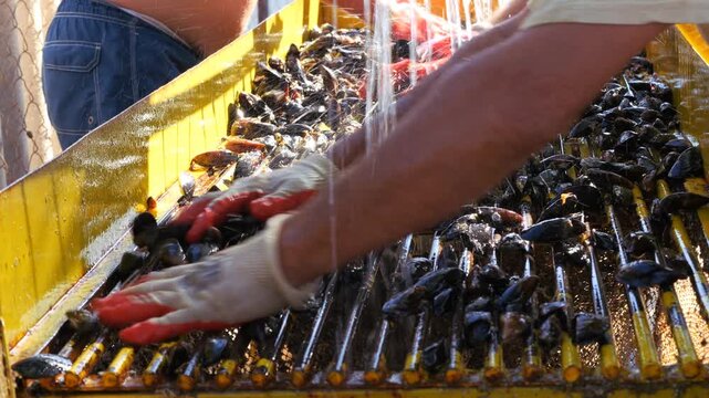 Cultivation of sea mussels. A working artel on the seashore. Animal raw materials. Marine farm.