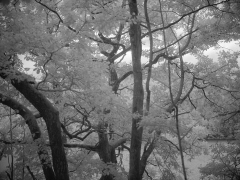 Nature captured with infrared filter shows trees and foliage in unique spectrum at a natural setting near a water body