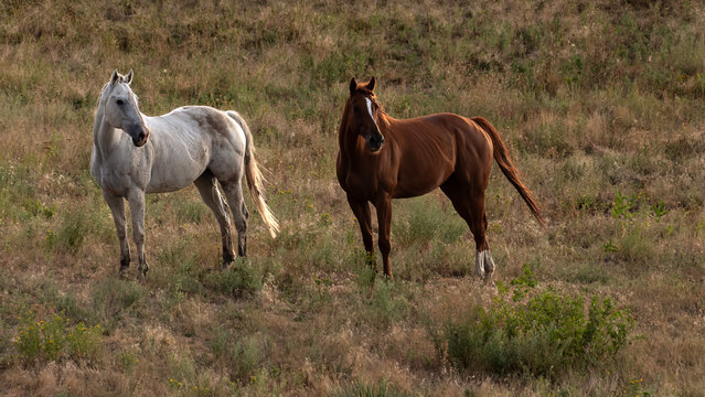 White horse and chestnut horse in field in late-day light