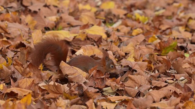 Eurasisches rotes Eichh&ouml;rnchen (Sciurus vulgaris), w&uuml;hlt im herblstlichen Laub