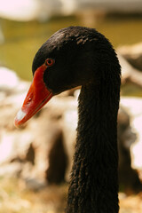 Close up of a black swan. Black swan © Luka