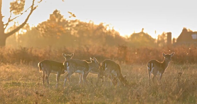 Deer herd grazing in an open meadow at sunset, backlit by golden sunlight, showcasing wild animals in their natural habitat during an autumnal evening