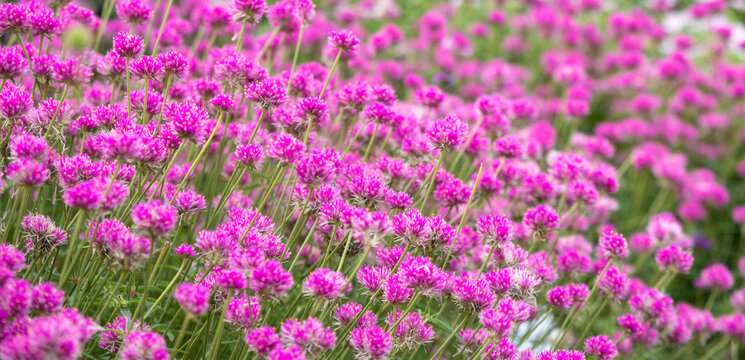 Pink gomphrena flowers field background for floral botanical design banner