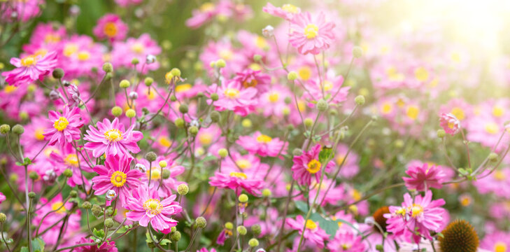 Pink anemone flowers field in sunlight flare background