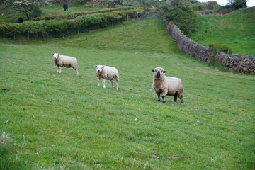 Mule cross and Oxford Down sheep standing on green hillside pasture beside dry stone wall, Broughton Mills, Lake District, Cumbria, England © Duncan