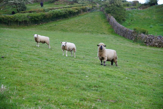 Mule cross and Oxford Down sheep standing on green hillside pasture beside dry stone wall, Broughton Mills, Lake District, Cumbria, England