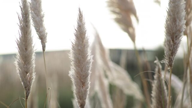 Close-up view of tall ornamental grass featuring fluffy cream-colored seed heads, slender stems, gentle movement, and a softly blurred background.