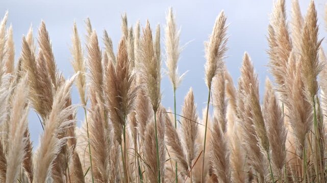 Natural pampas field with feathery plumes, earthy colors, subtle sunlight, and a peaceful rustic atmosphere inspired by minimalist bohemian decor.