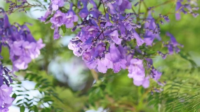 Jacaranda tree blooming violet flowers closeup, beautiful ornamental tree with blue flowers, summer park, slow motion.  