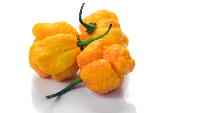 Yellow Trinidad Moruga Scorpion hot Pepper Chili isolated on white background rotating, closeup. One of the hottest peppers in the world, heat level 1,200,000 to 2,000,000 Scoville Heat Units (SHU). 