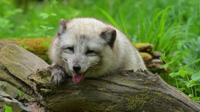 Polarfuchs (Vulpes lagopus), liegend auf einem alten Holzstamm