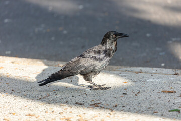 Obraz premium Photograph of an Australian Raven black bird walking on a concrete footpath in a carpark on a sunny day in the Western Sydney town of Penrith in New South Wales, Australia