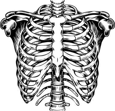 Anatomical illustration of a human rib cage and thoracic spine