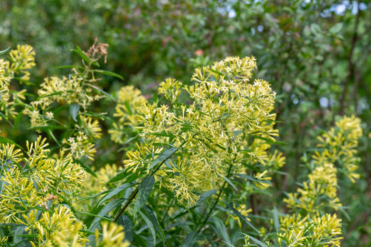 Night blooming Jasmine (cestrum nocturnum) flowers in bloom