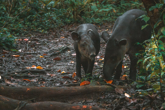 View of a mother tapir and her calf foraging on the muddy forest floor surrounded by lush tropical vegetation in Costa Rica.