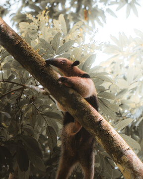 View of a tamandua climbing a tree in the rainforest of Costa Rica.