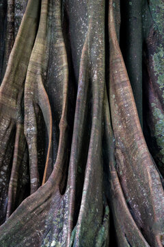 View of the intricate, textured buttress roots of a large tropical tree in the rainforest of Costa Rica.