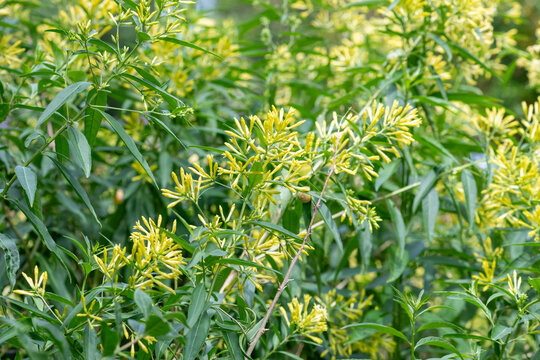 Night blooming Jasmine (cestrum nocturnum) flowers in bloom