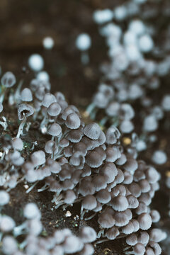 View of a cluster of small grey mushrooms growing on a decaying log in the forest in Costa Rica.
