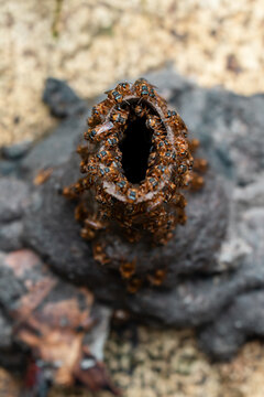 View of a cluster of stingless bees gathered around the entrance of their nest in Costa Rica.