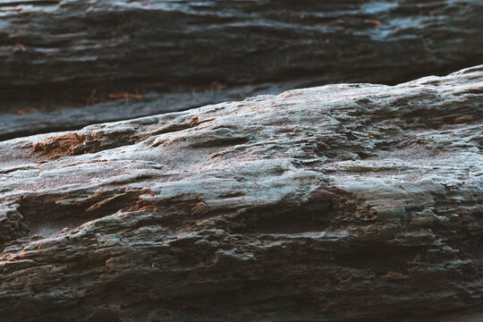 View of a weathered, textured piece of driftwood resting on a sandy beach in Costa Rica.