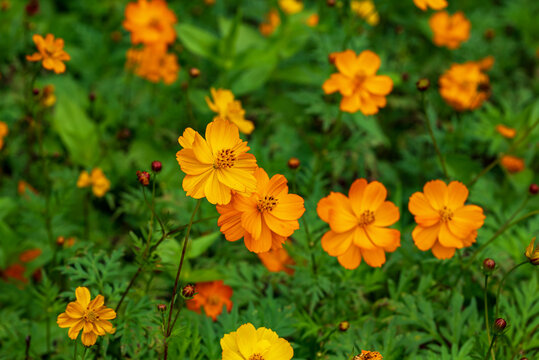 Orange cosmos flower in a meadow on an overcast day. They are herbaceous perennial plants or annual plants.  The flowers have a ring of broad ray florets and a center of disc florets.