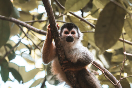 View of a squirrel monkey clinging to a tree branch amidst lush foliage in the rainforest of Costa Rica.