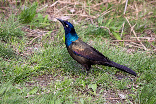 Common grackle bird standing in the green grass outdoors.