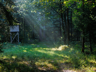 Sunbeams falling into forest clearing with wooden hunting stand © Alireza Mohtashami