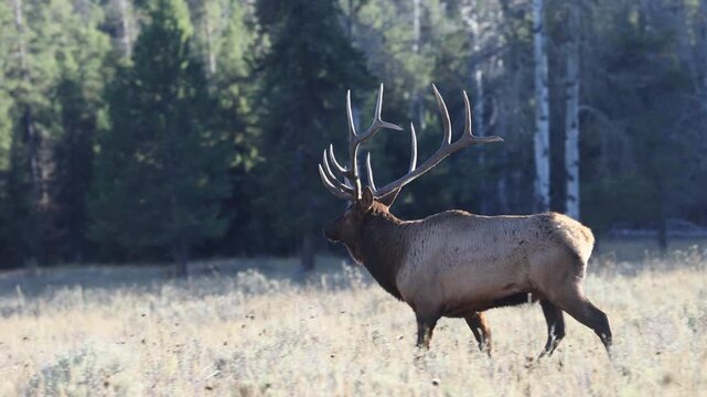 Bull Elk During the Rut in Grand Teton National Park Wyoming in Autumn