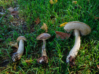 Leccinum scabrum birch bolete growth stages from young to overripe © Alireza Mohtashami