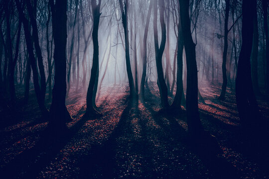 foggy forest in late autumn