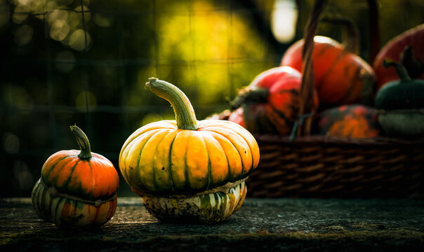 autumn decorative pumpkins. Thanksgiving or Halloween holiday  harvest concept.
