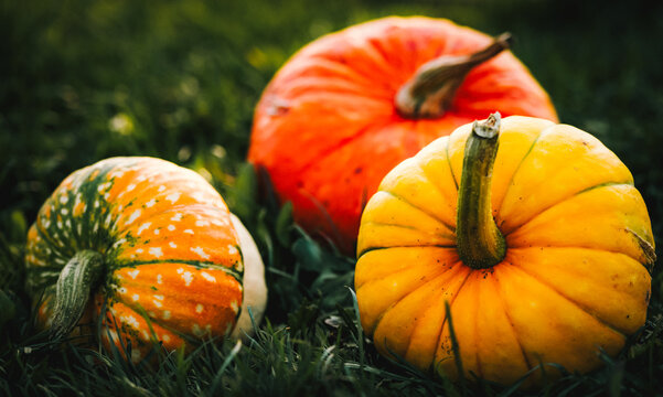 autumn decorative pumpkins. Thanksgiving or Halloween holiday  harvest concept.