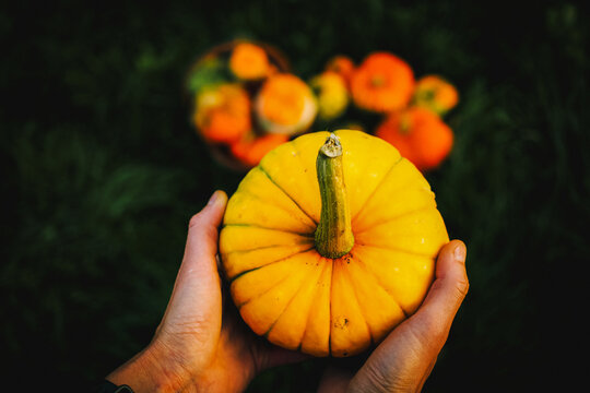 awoman holding autumn decorative pumpkins. Thanksgiving or Halloween holiday  harvest concept.