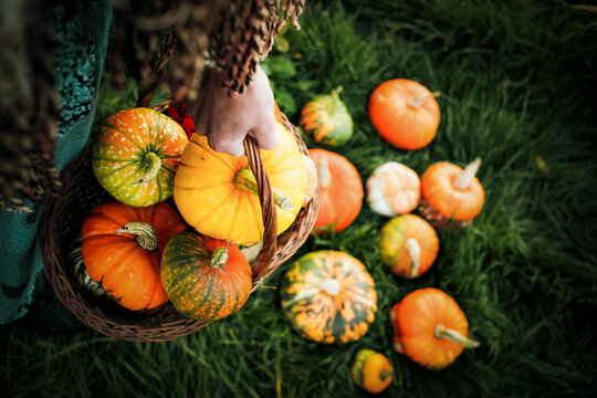 awoman holding autumn decorative pumpkins. Thanksgiving or Halloween holiday  harvest concept.