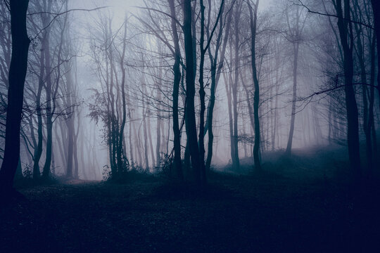 foggy forest in late autumn
