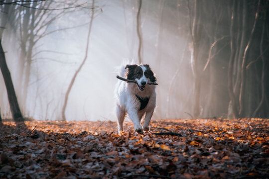 happy white dog playing in foggy forest in late autumn