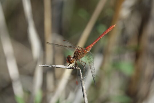 the male southern darter dragonfly (Sympetrum meridonale)