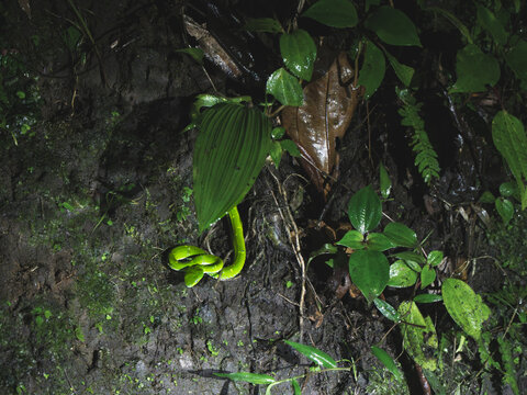 View of a vibrant green snake coiled on the dark, damp forest floor among lush tropical leaves and roots in Costa Rica.