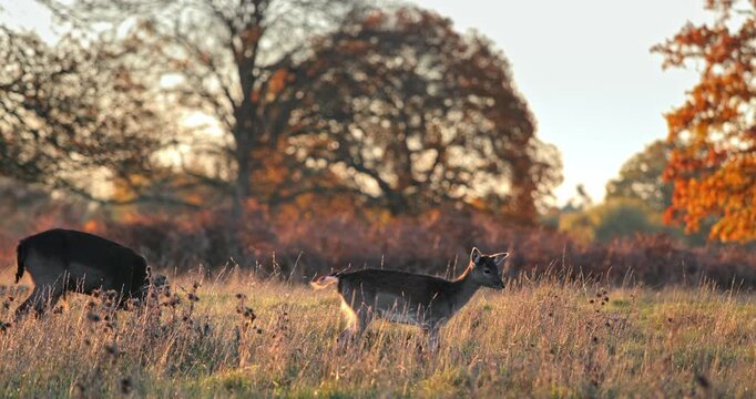 Two deer are foraging for food in a vast, dry grassy field with colorful autumn foliage on trees and shrubs, illuminated by the warm light of the late afternoon sun