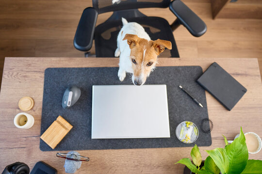 Jack Russell terrier standing on office chair behind laptop on wooden desk at home