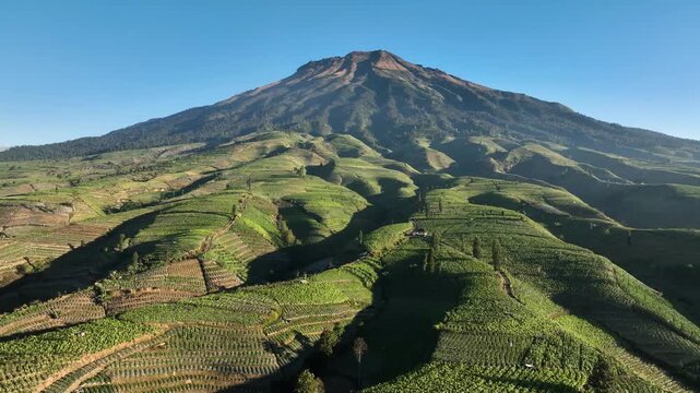 Aerial view of the lush green terraced fields of the Glapansari Tobacco Plantation set against a towering mountain peak in Parakan, Central Java, Indonesia.