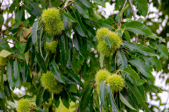 Wild and unripe chestnuts with green leaves on trees in the forest, The chestnuts are a group of eight or nine species of deciduous trees and shrubs in the genus Castanea in the beech family Fagaceae.