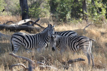 Fototapeta premium Two zebras standing close together in the African bush, showing striking black and white stripes and social behavior in a natural safari habitat.
