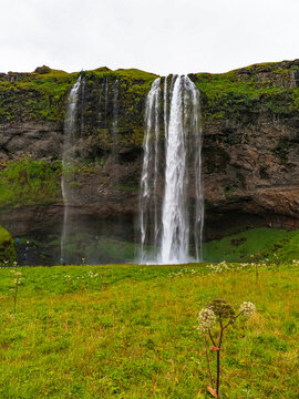 Seljalandsfoss waterfall with a tall black volcanic cliff and a green meadow. Waterfall drops 60 m and is part of the Seljalands River. Visitors can walk behind the falls into a small cave. Iceland.