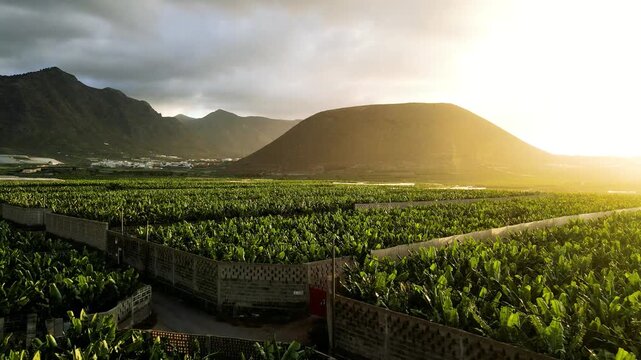 A brief static hold repeats the warm lit volcanic cone above the same Tenerife banana plantation. The shortest take in this backlit sequence.