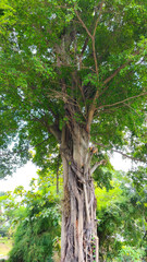 Obraz premium A low-angle view of a large, mature banyan tree showcasing its complex trunk structure of aerial roots and dense green canopy
