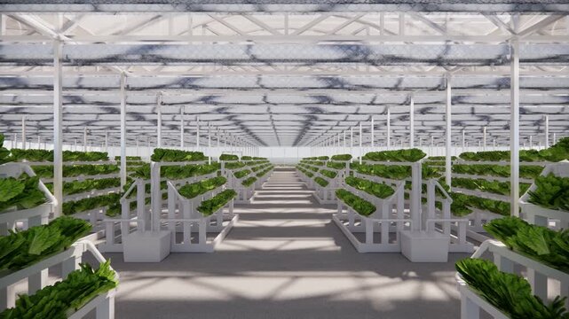 Realistic 3D Rendering Animation of Modern Smart Greenhouse Interior Featuring Rows of Multi-Tier Hydroponic Shelves Growing Sustainable Green Lettuce Crops
